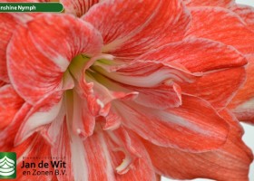 hippeastrum Sunshine Nymph (3)